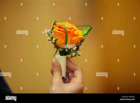 Child Hand Holding Orange Rose Stock Photo Alamy