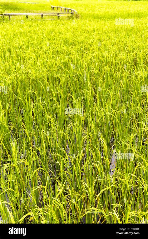 Field Paddy Hi Res Stock Photography And Images Alamy