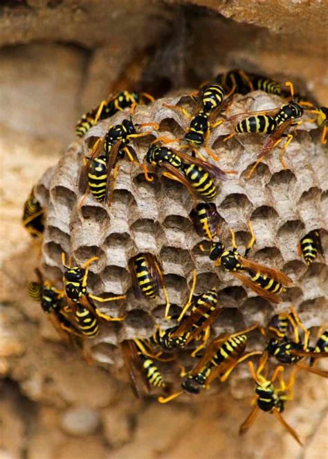 6 Types Of Wasp Nests Identification Photos 6 Things To Know 🪰 The Buginator 2022