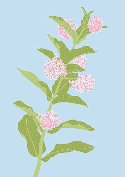 Milkweed Illustrations Royalty Free Vector Graphics And Clip Art Istock
