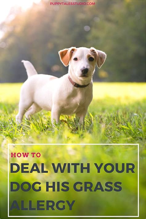 Read our blog before choosing benadryl for your nervous pup. How to Euthanize A Dog with Benadryl | AdinaPorter