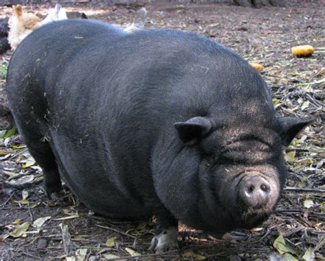 Love Apple Farms Farm Animal Of The Week Dali The Pot Bellied Pig