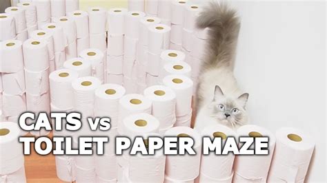 Toilet Paper Maze Challenge Youtube