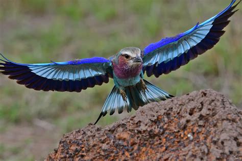 Maasai Mara Lilac Breasted Roller