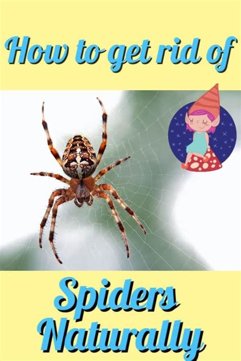 Make a regular date on your calendar to clean your home getting rid of spiders is within reach whether you take a natural approach or use traps and sprays. How to Get Rid of Spiders Naturally - Crafty Little Gnome ...