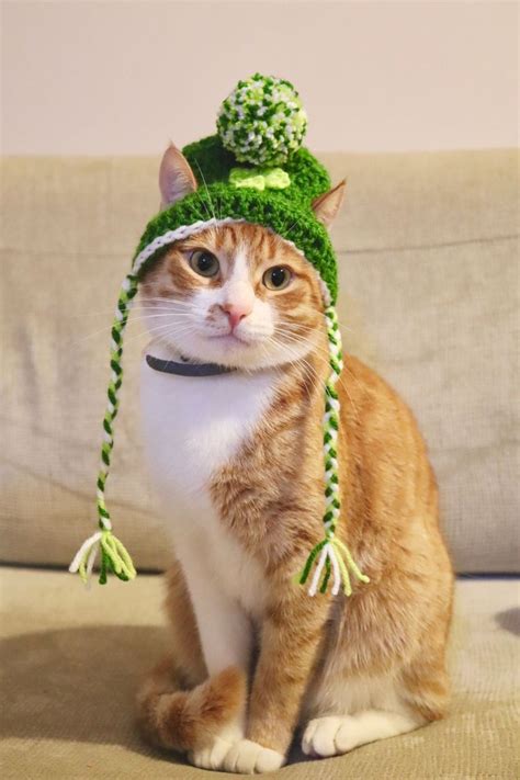 Shamrock Hat For Cats Pawsomecrochet In 2020 Cute Cats Cats Pet