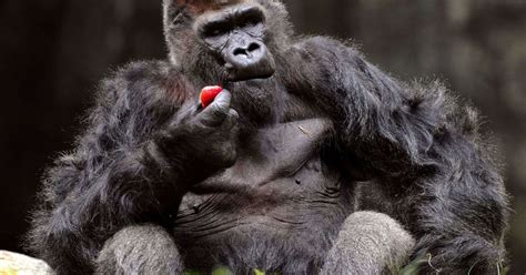 Newest Disney Movie Based On Zoo Atlantas Ivan The Gorilla