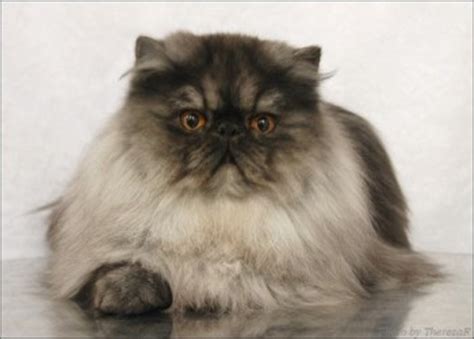 Home cat breeding information persian cat color calculator. Pictures of Persian Cats - Pampered Persian Cat Photos