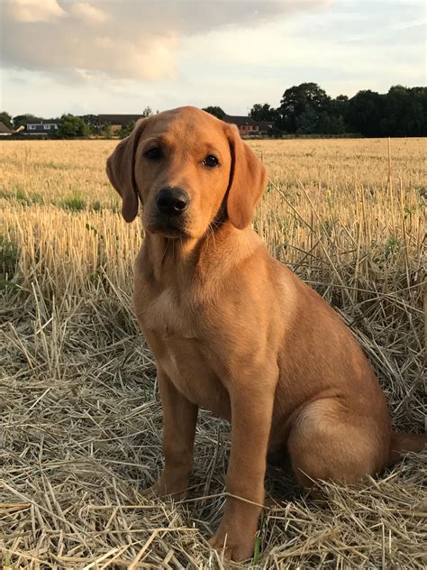 Fox Red Lab Jack In His Favourite Field Cute Dogs Dog Aww Puppy