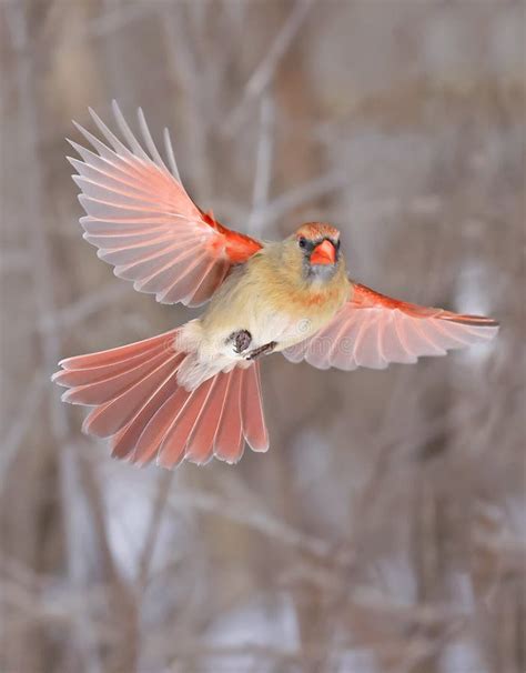Northern Cardinal Female Flying Stock Photo Image Of Color Cardinal