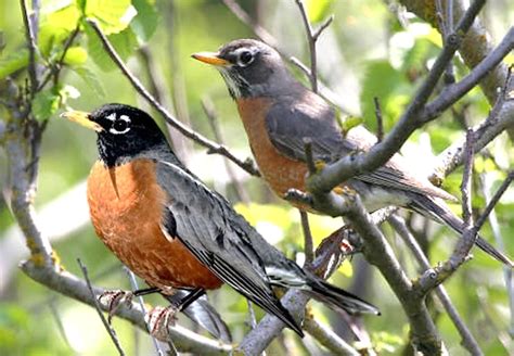 Feedthebirds 1 Male And Female American Robin