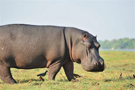 Hipopotamo Hippopotamus Wikipedia Brilnt