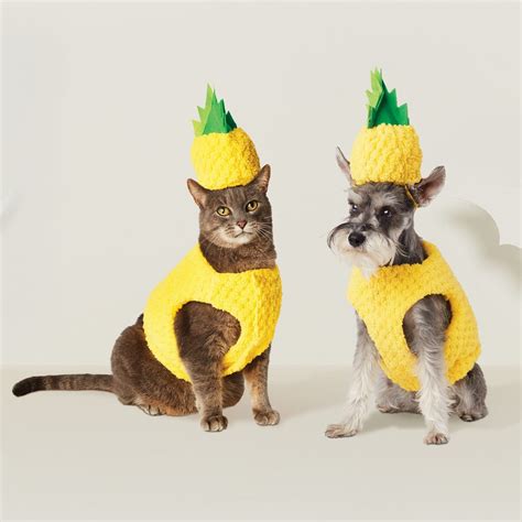 30 Dog And Cat Halloween Dress Up Ideas 2020 Too Cute To Bear