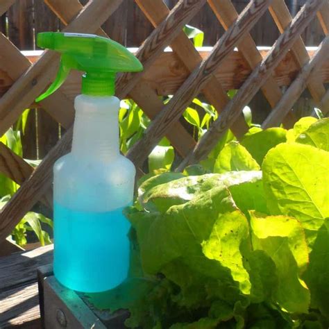 5 Diy Bug Sprays For The Garden Diy Bug Spray Homemade Bug Spray