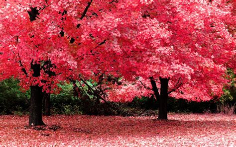 🔥 Download Autumn Nature Cute Desktop Hd Wallpaper By Bethsimmons