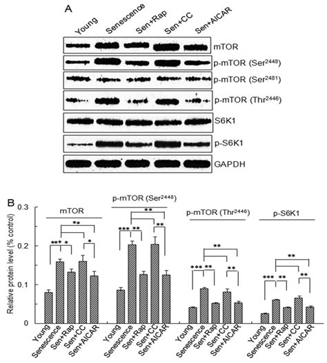 When you do exercise your muscles become bigger and stronger. AMPK/TSC2/mTOR pathway regulates replicative senescence of human vascular smooth muscle cells