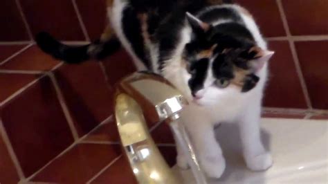 Cute Cat Loves Water Youtube