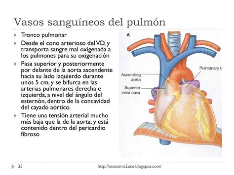 Ppt Tema 1 Torax Subtema 14 Cavidad Pleural Y Pulmones Powerpoint