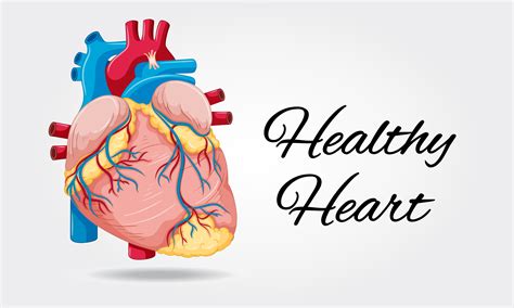 Healthy Heart Diagram On White Background 414190 Vector Art At Vecteezy