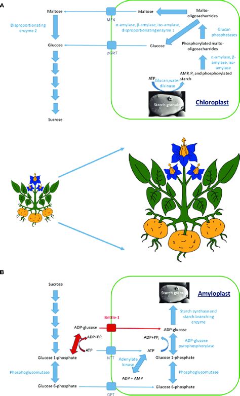 The Pathway Of Starch Degradation In A Leaves And Of Starch Download Scientific Diagram