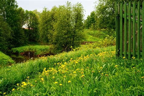 Free Images Landscape Tree Nature Forest Plant Sky Field Lawn