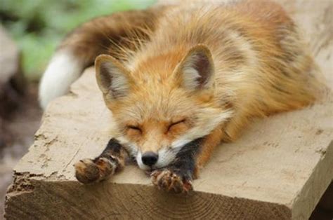 Fox tv canlı izle, fox tv hd kesintisiz yayınını ücretsiz olarak direk izleyebileceğiniz internet sayfasıdır. 40 Fox Pictures Will Make You Fall In Love with Them - Tail and Fur