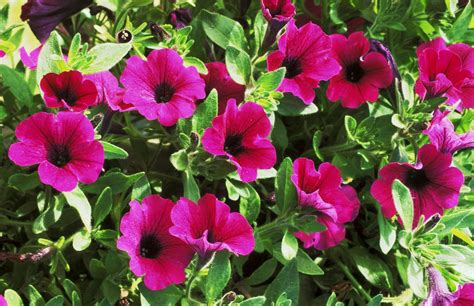 It really helps to know what species of hummingbirds live in the united states of america. Top 10 Flowers to Attract Hummingbirds