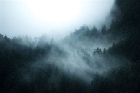 Fog Over A Forest In British Columbia Canada