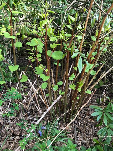 Japanese knotweed is a highly invasive species that aggressively colonises any ground where it's allowed to flourish. Identifying Japanese Knotweed