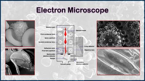Field Emission Scanning Electron Microscopy Fe Sem