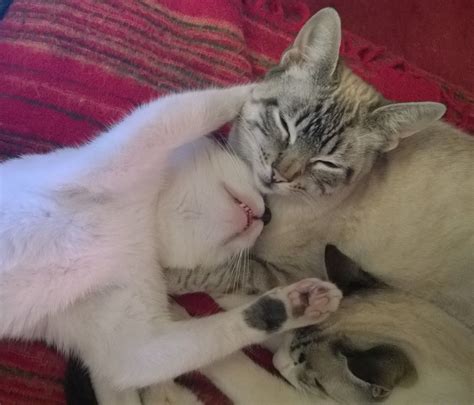 Sleep Hugging Sleep Hug Kittens Cats