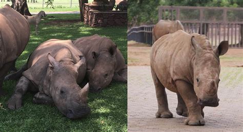 Kassie Baby Rhino Rescue