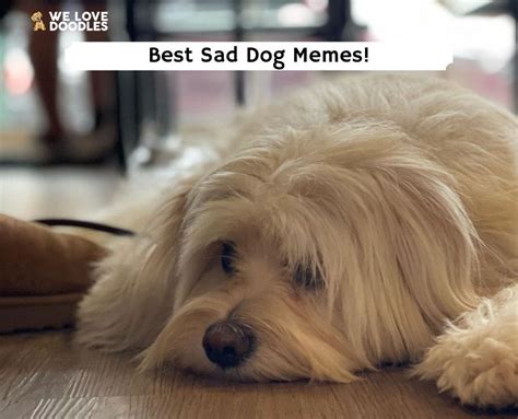 The 13 Best Sad Dog Memes 2022 We Love Doodles