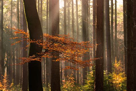 5 Tips For Forest Photography
