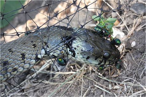 Bexley entanglements support RSPCA call on netting | Bexley Wildlife