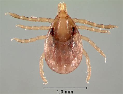Gulf Coast Tick Amblyomma Maculatum Koch