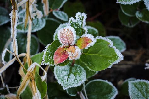 Free Images Nature Outdoor Blossom Winter Leaf Flower Frost