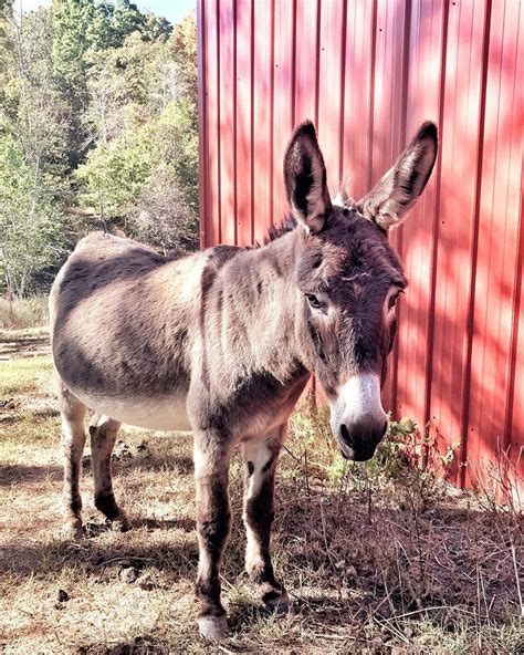 Donkey Listener On Instagram Dixie One Of The Absolutely Sweetest