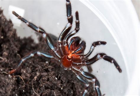 Sydney Funnel Web Spider Atrax Robustus Arachnipedia Wiki Fandom