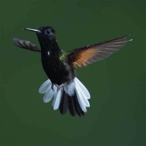Black Bellied Hummingbird Eupherusa Nigriventris Black Be Flickr