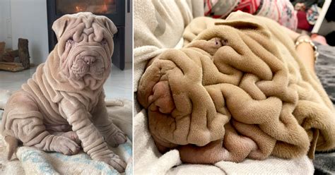 Why Do Shar Peis Have So Much Skin