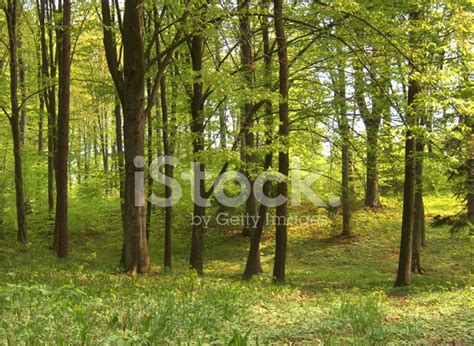 Green Forest Stock Photo Royalty Free Freeimages