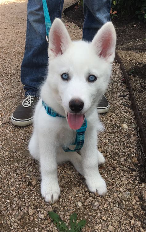 All White Husky Puppy With Blue Eyes For Sale The Puppies