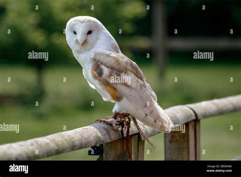 Common Barn Owl Tytonidae Stock Photo Alamy