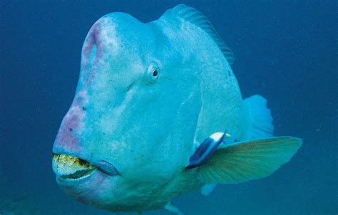 The 20 Weirdest Fish In The Ocean Vlrengbr