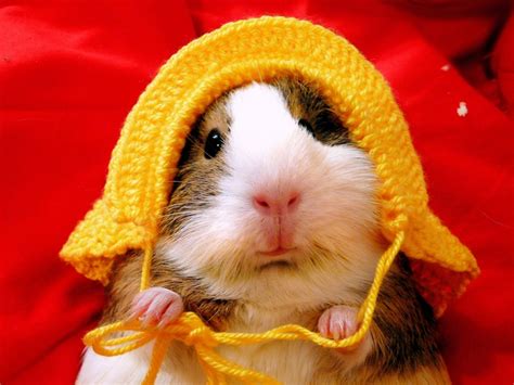 Hamsters Funniest Fresh Photographs Funny And Cute Animals