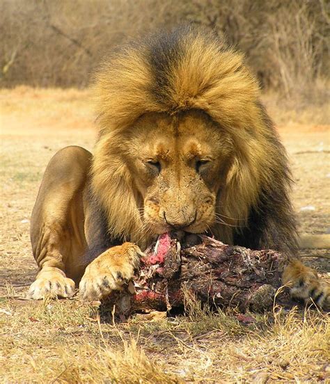 Male Lion Eating South Africa Flickr Photo Sharing