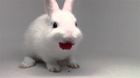 Bunny Eating Raspberries So Cute Youtube