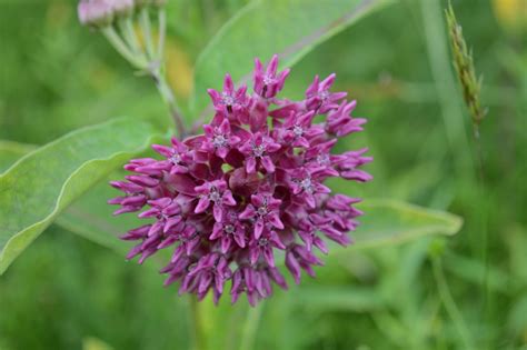 Plants_Apocynaceae_Asclepias_purpurascens_purple-milkweed (2) - GSWA