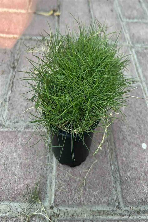 Zoysia Tenuifolia Or Korean Lawn Grass Outdoor Plants Plantshopme